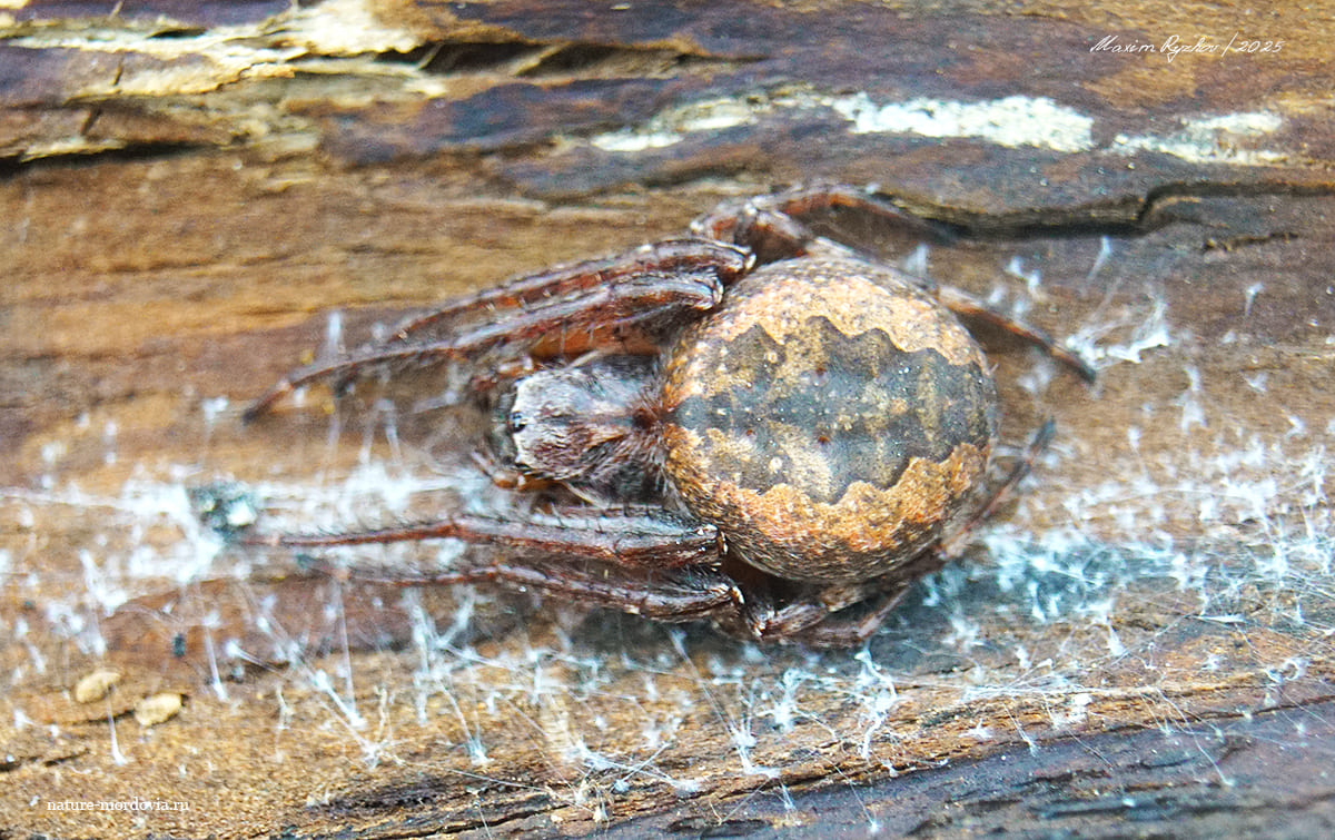 Larinioides ixobolus Larinioides ixobolus