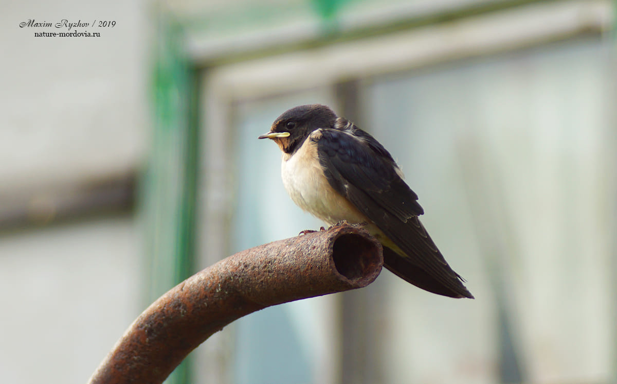 Деревенская ласточка (Hirundo rustica)