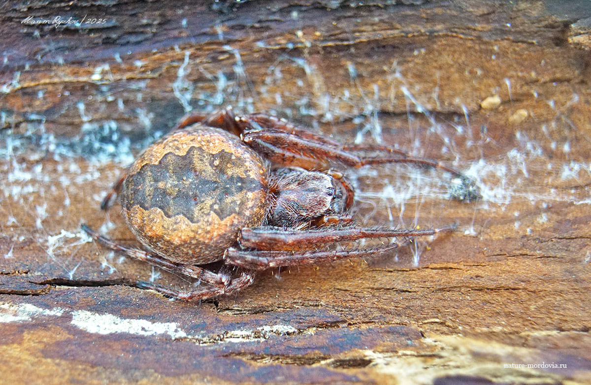 Larinioides ixobolus Larinioides ixobolus