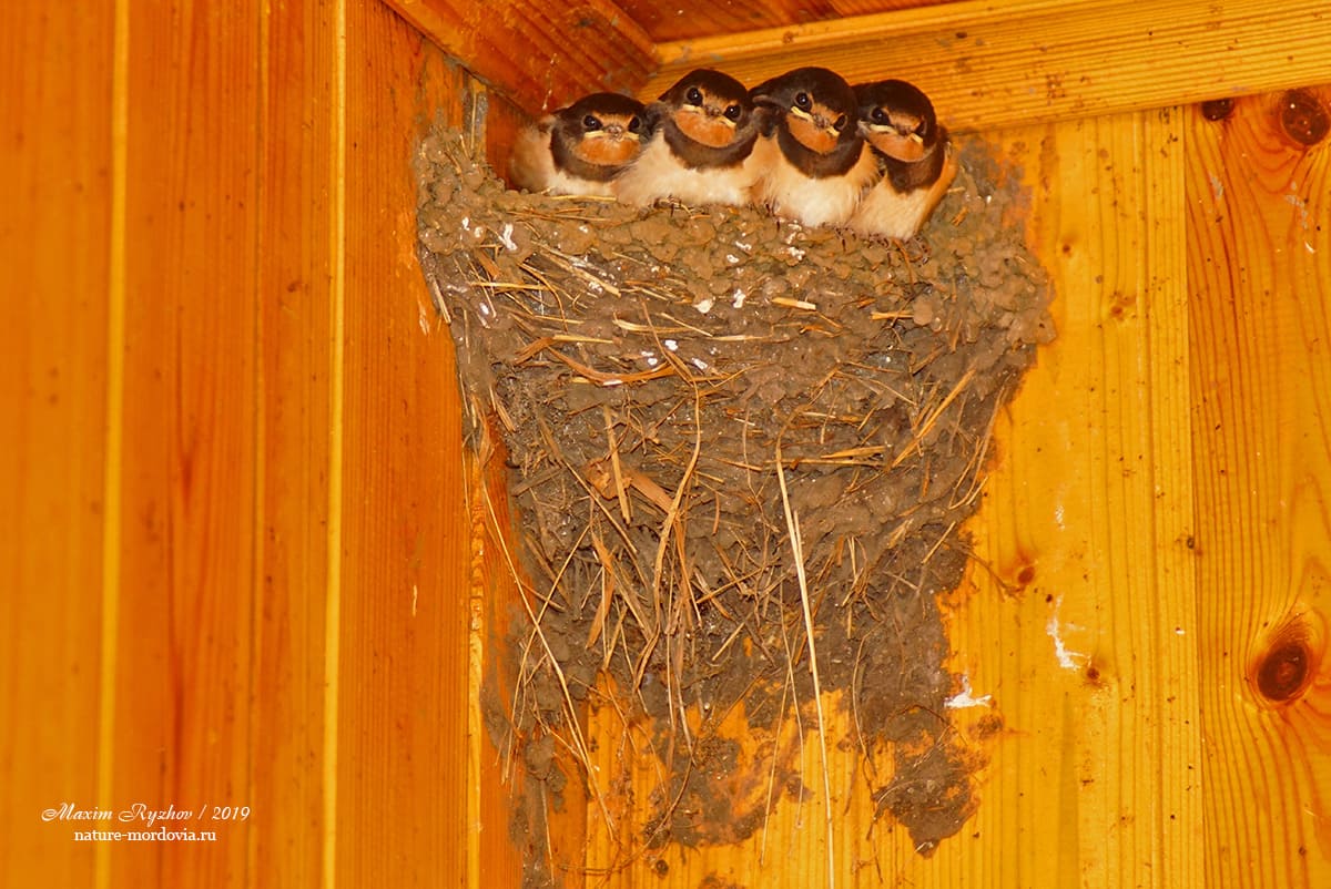 Деревенская ласточка (Hirundo rustica)