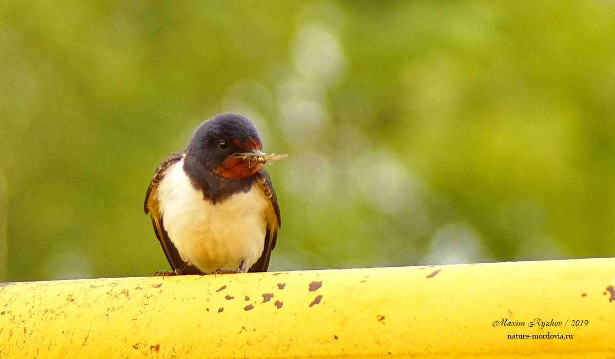 Деревенская ласточка (Hirundo rustica)