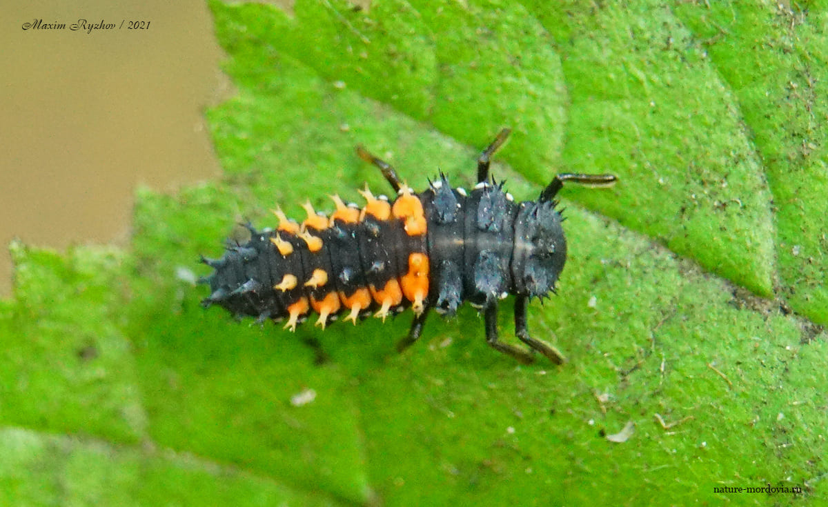Божья коровка-арлекин (Harmonia axyridis)