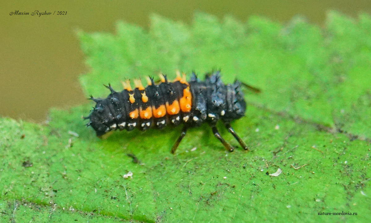 Божья коровка-арлекин (Harmonia axyridis)