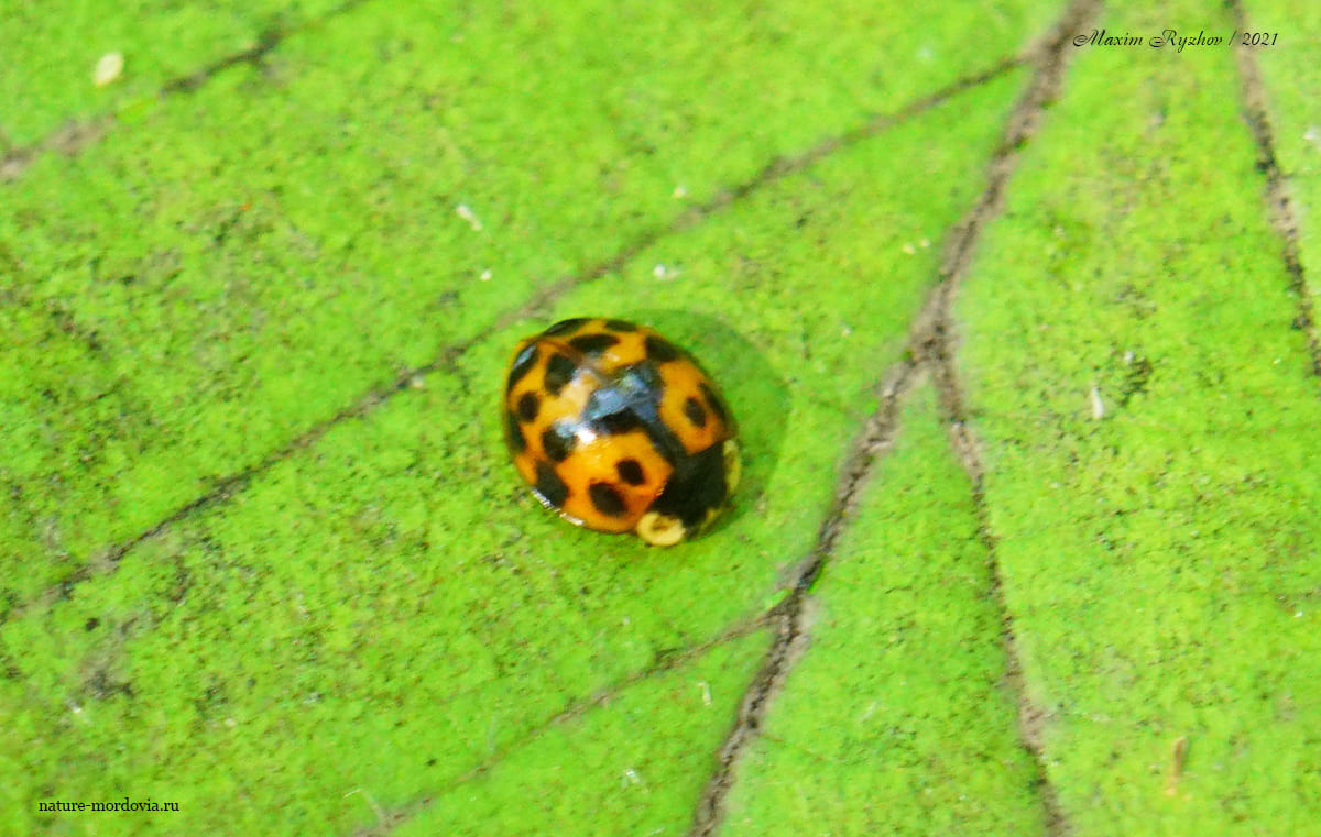 Божья коровка-арлекин (Harmonia axyridis)