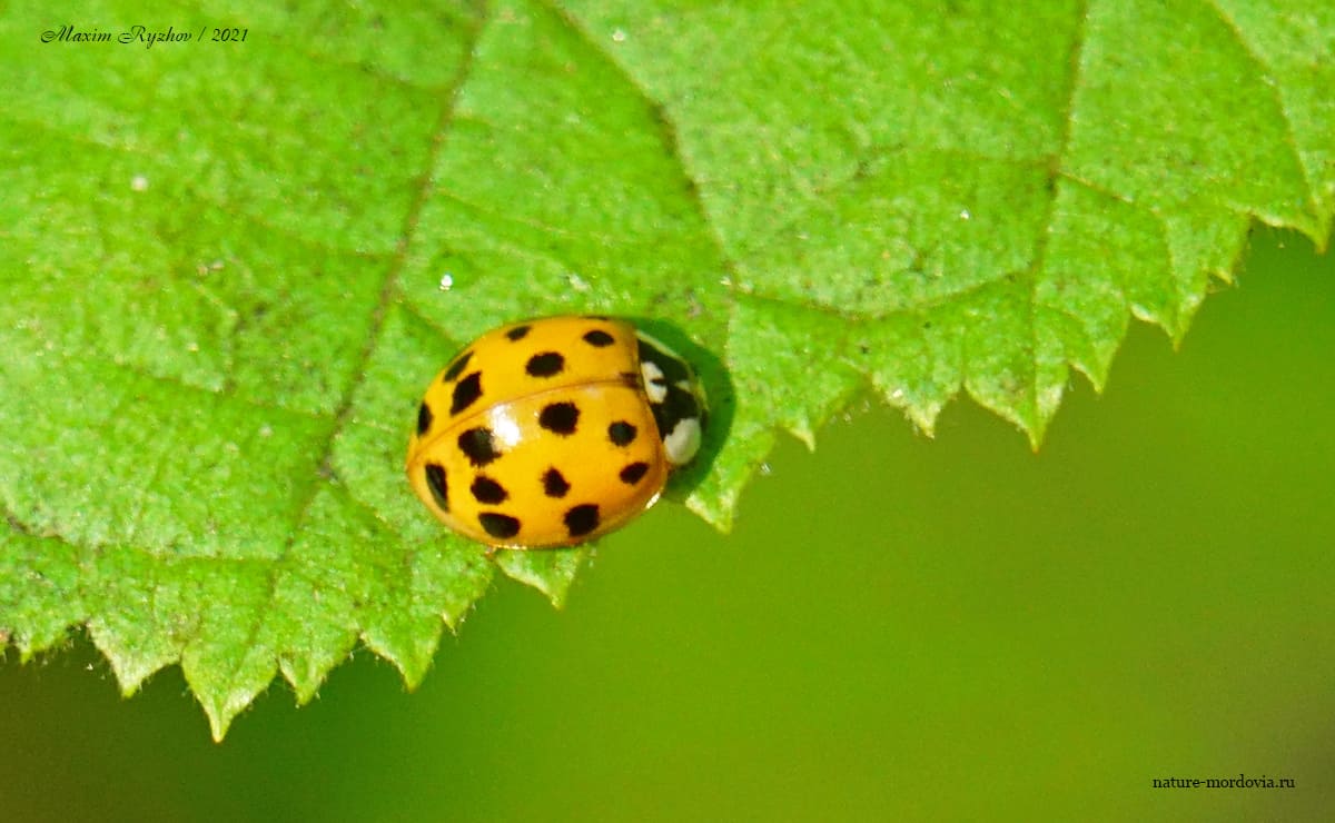 Божья коровка-арлекин (Harmonia axyridis)