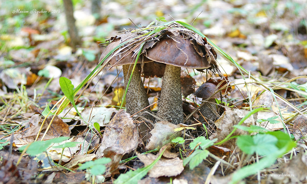 Подберезовик обыкновенный (Leccinum scabrum)