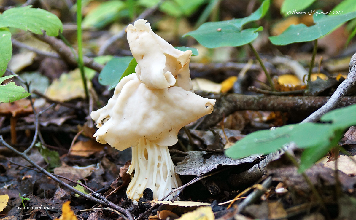 Лопастник курчавый (Helvella crispa)