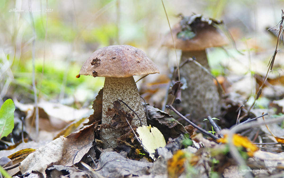 Подберезовик обыкновенный (Leccinum scabrum)