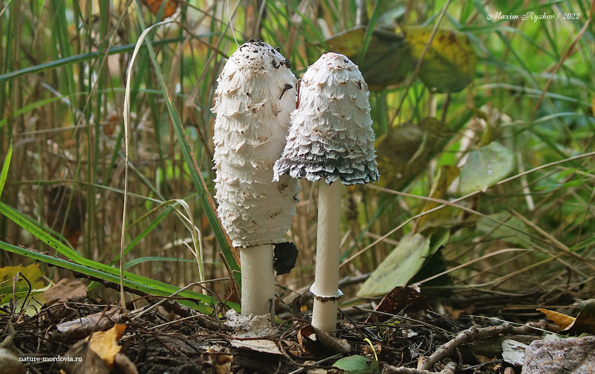 Навозник белый (Coprinus comatus)