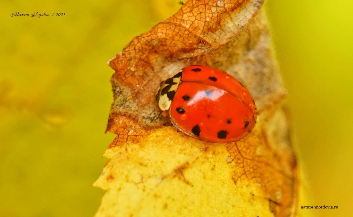 Божья коровка-арлекин (Harmonia axyridis)