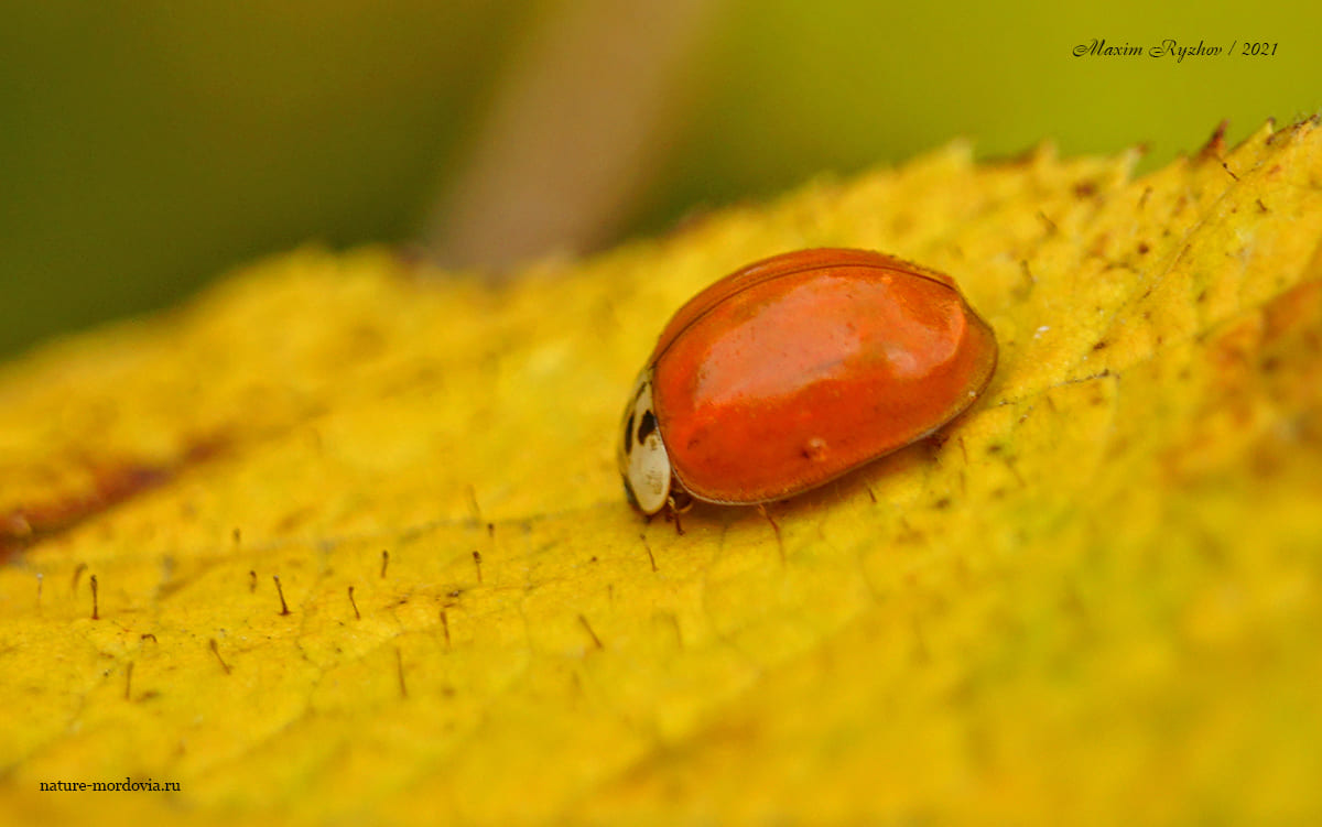 Божья коровка-арлекин (Harmonia axyridis)