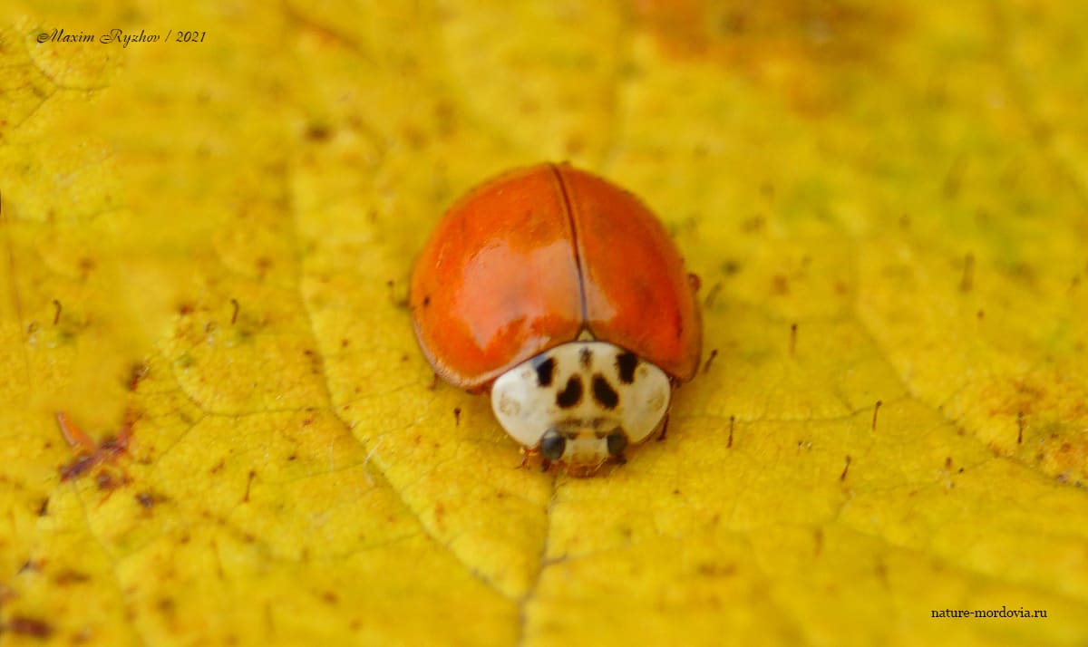 Божья коровка-арлекин (Harmonia axyridis)