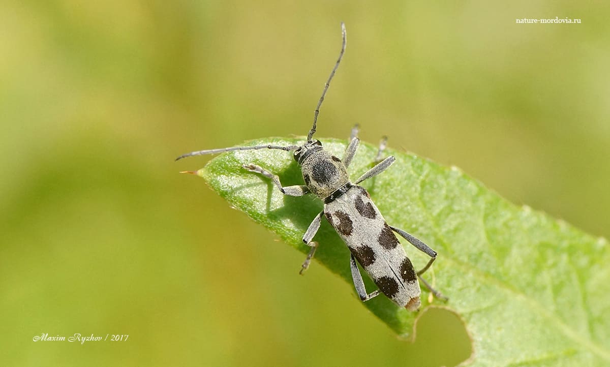 Усач Хербста (Chlorophorus herbsti)