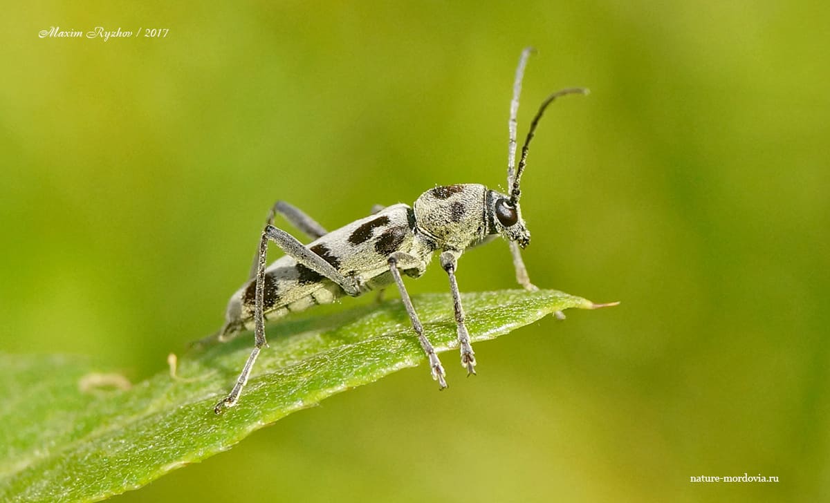 Усач Хербста (Chlorophorus herbsti)