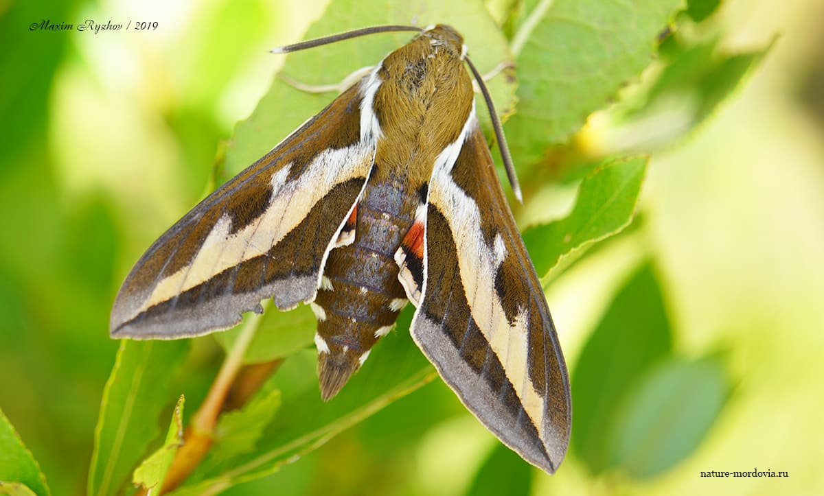 Бражник подмаренниковый (Hyles gallii)
