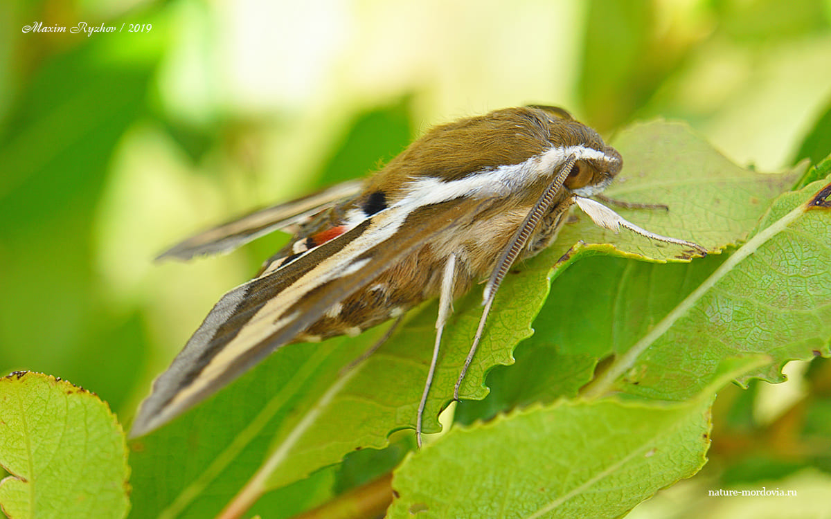 Бражник подмаренниковый (Hyles gallii)