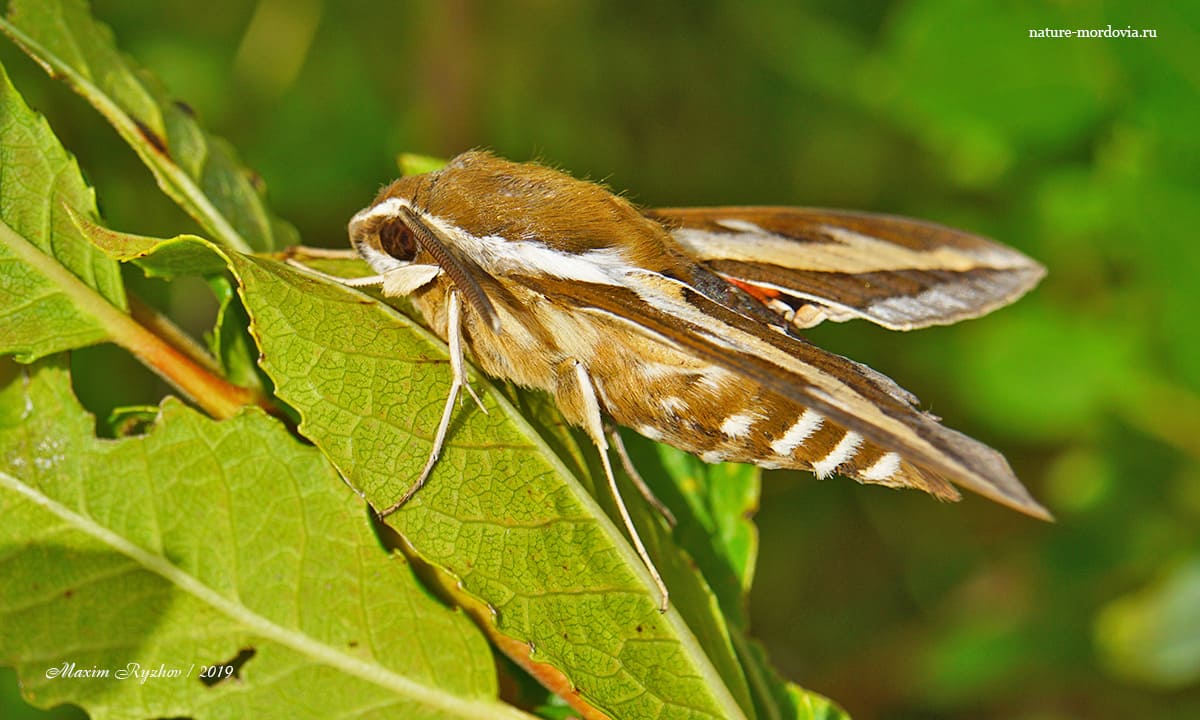 Бражник подмаренниковый (Hyles gallii)