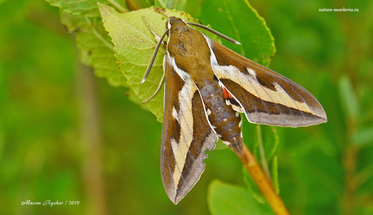 Бражник подмаренниковый (Hyles gallii)
