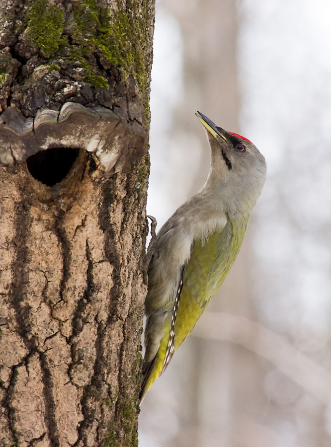 Седой дятел (Picus canus)