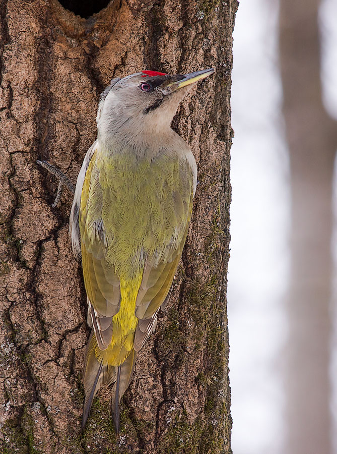 Седой дятел (Picus canus)