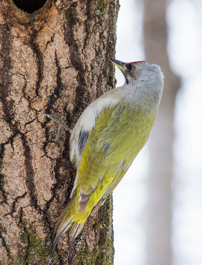 Седой дятел (Picus canus)