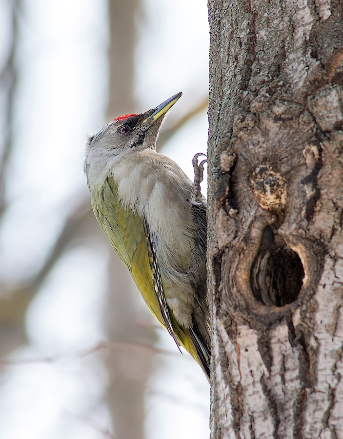 Седой дятел (Picus canus)