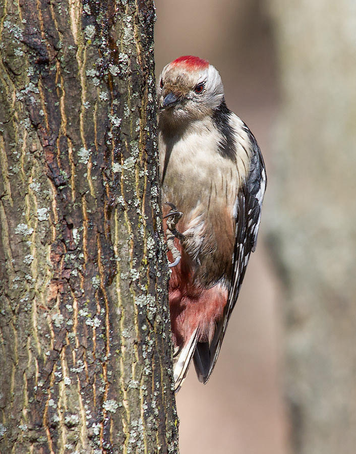 Средний пестрой дятел (Dendrocopos medius)