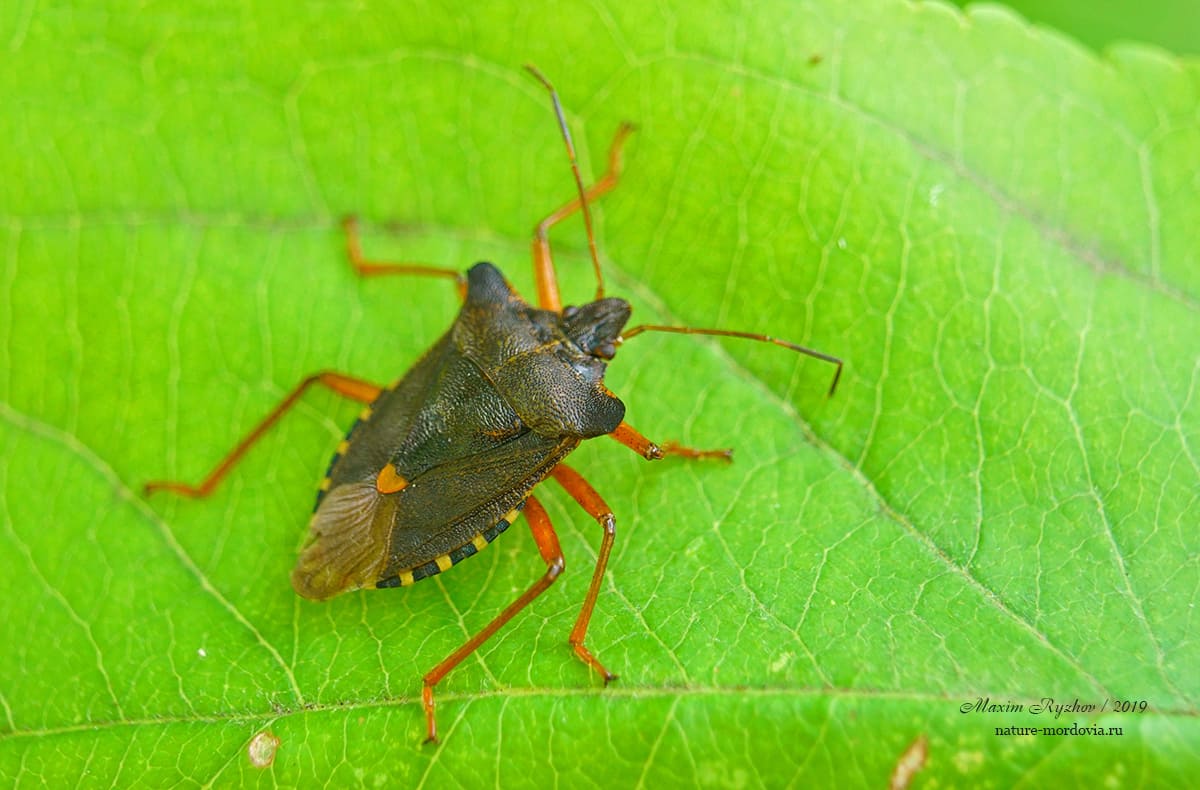 Щитник красноногий (Pentatoma rufipes)