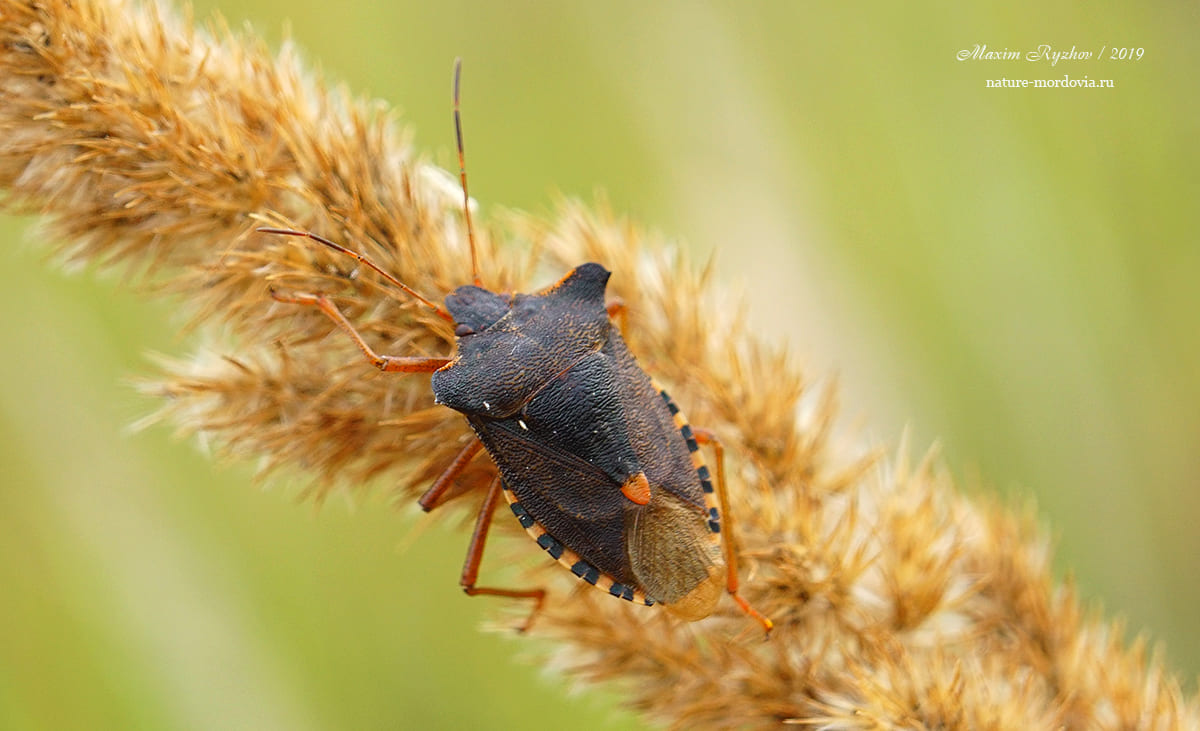 Щитник красноногий (Pentatoma rufipes)