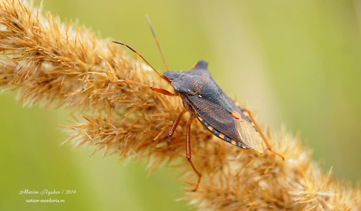 Щитник красноногий (Pentatoma rufipes)