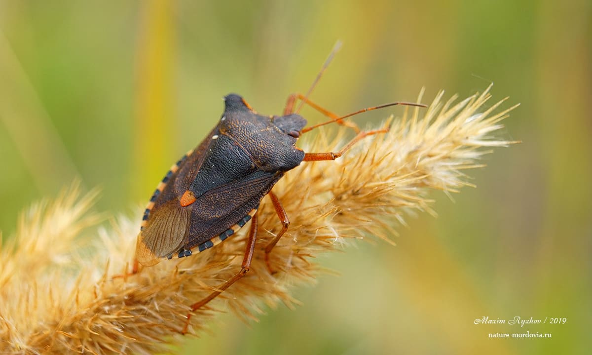 Щитник красноногий (Pentatoma rufipes)