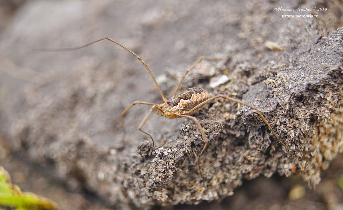 Сенокосец обыкновенный (Phalangium opilio)