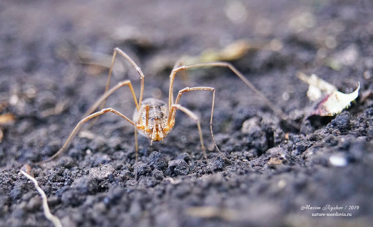 Сенокосец обыкновенный (Phalangium opilio)