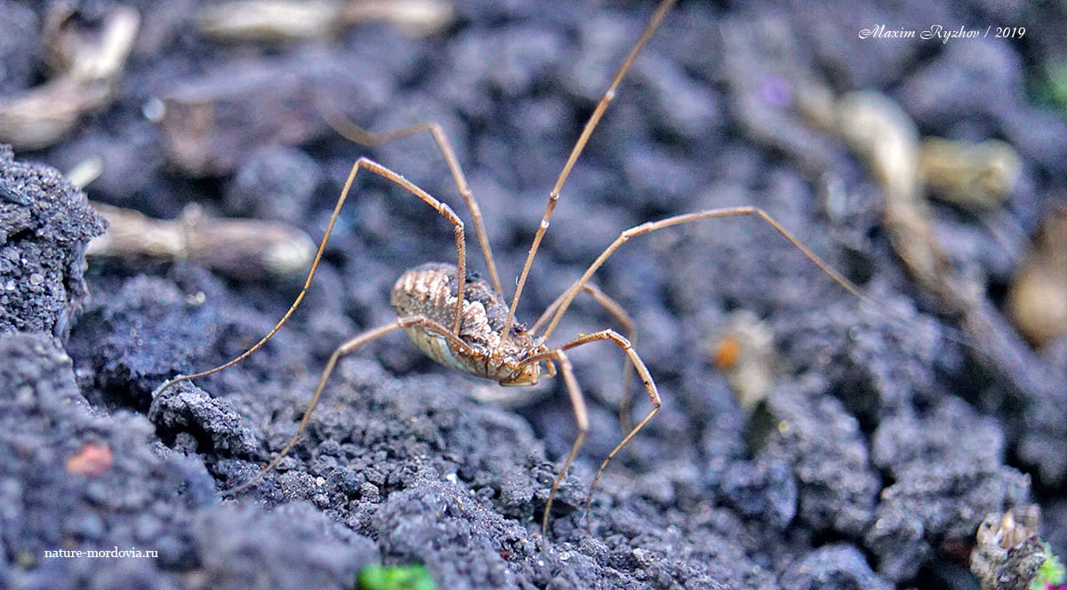 Сенокосец обыкновенный (Phalangium opilio)