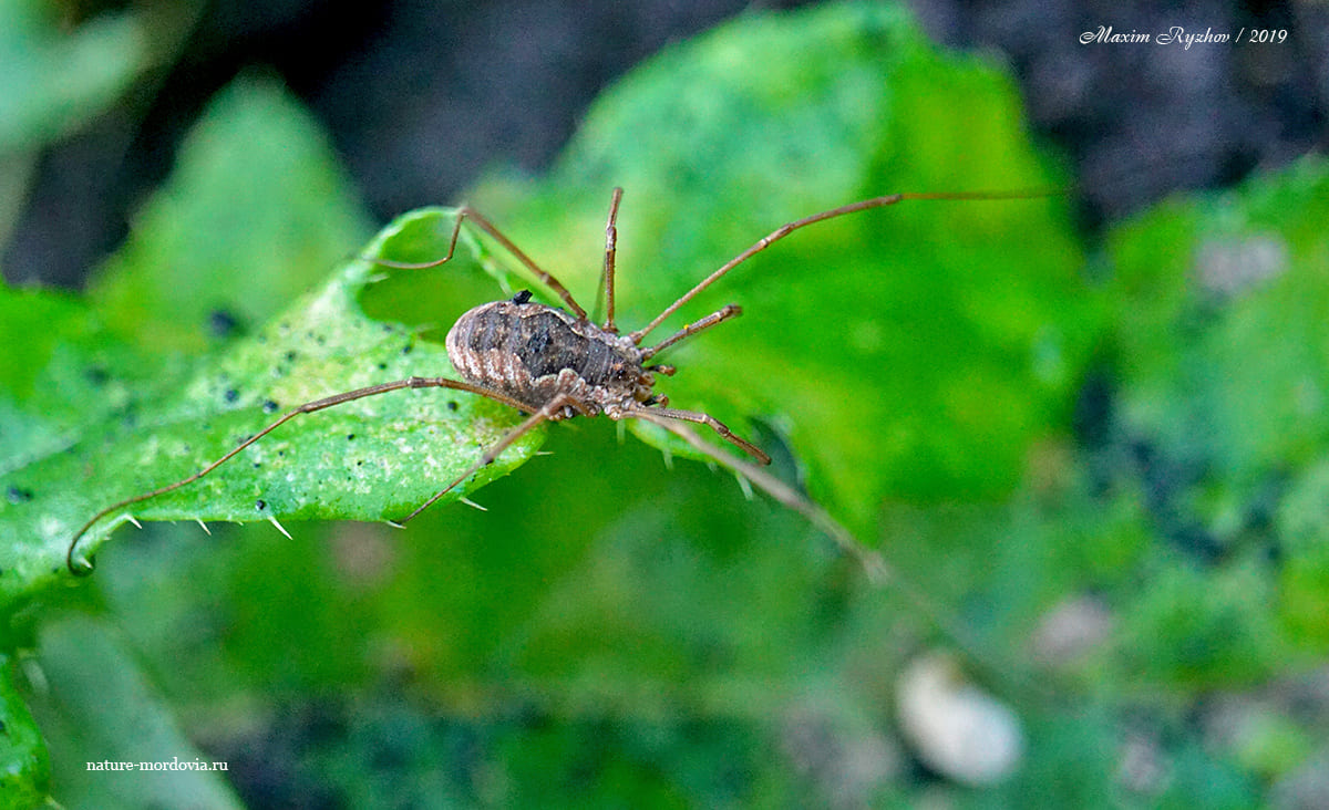 Сенокосец обыкновенный (Phalangium opilio)