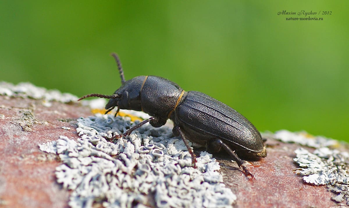 Усач короткоусый (Spondylis buprestoides)