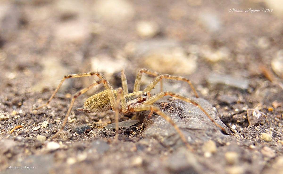Аллагелена тонкая (Allagelena gracilens)