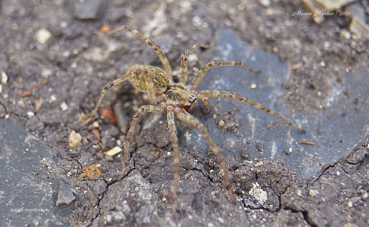 Аллагелена тонкая (Allagelena gracilens)