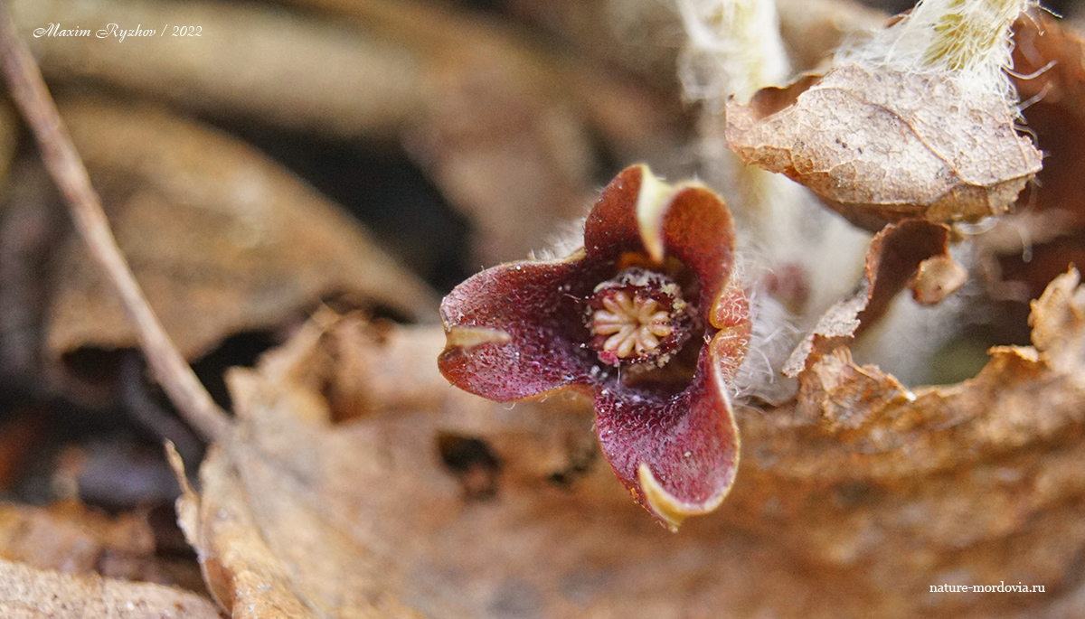 Цветок Копытень европейский (Asarum europaeum)