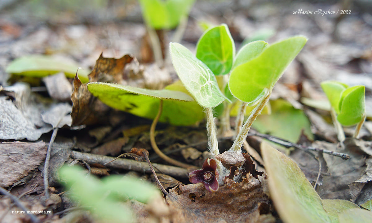 Копытень европейский (Asarum europaeum)