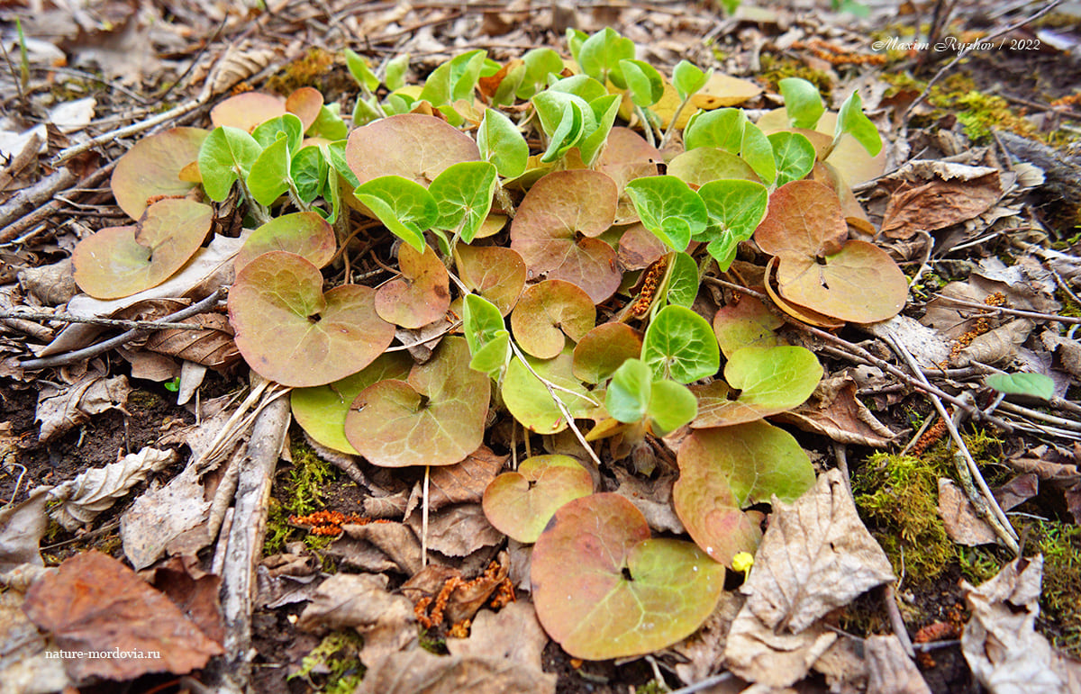Копытень европейский (Asarum europaeum)