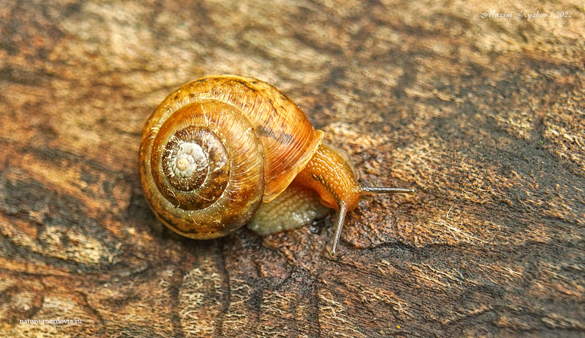 Улитка лысеющая (Euomphalia strigella)