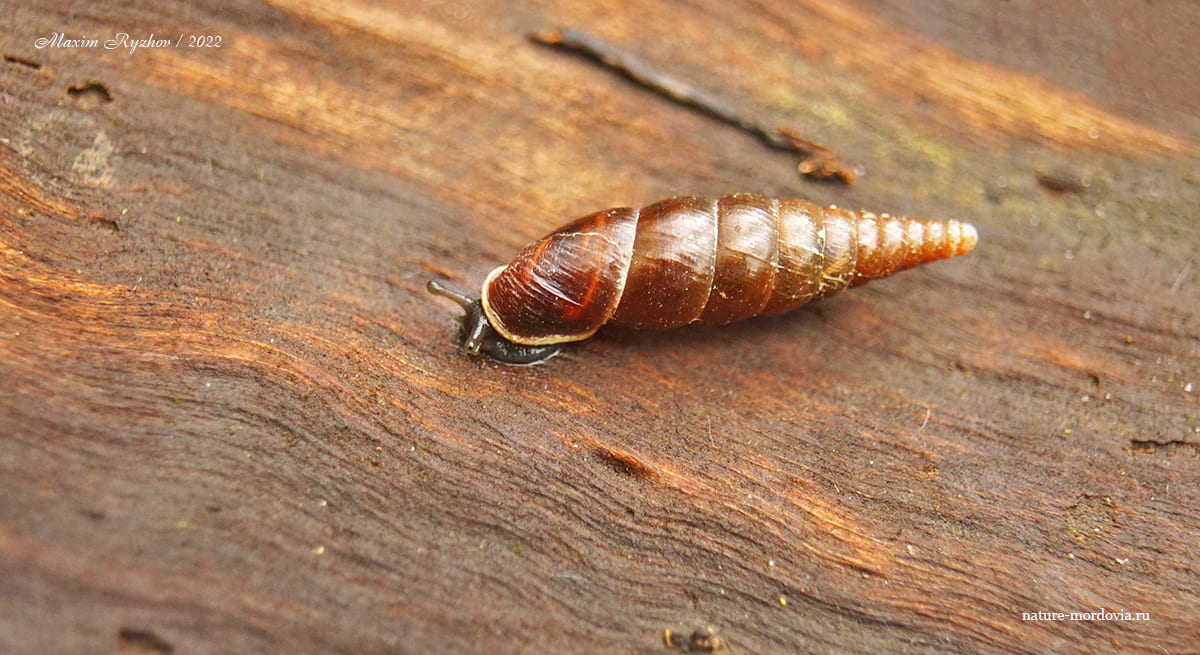 Улитка пластинчатая (Cochlodina laminata)