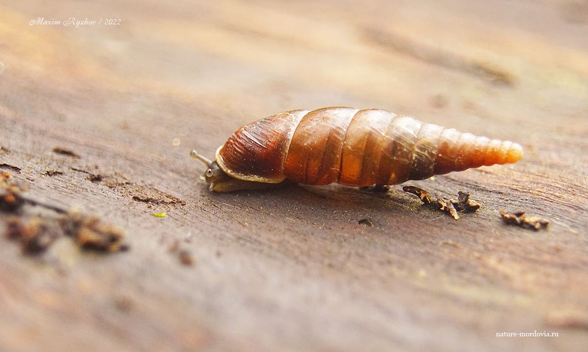 Улитка пластинчатая (Cochlodina laminata)