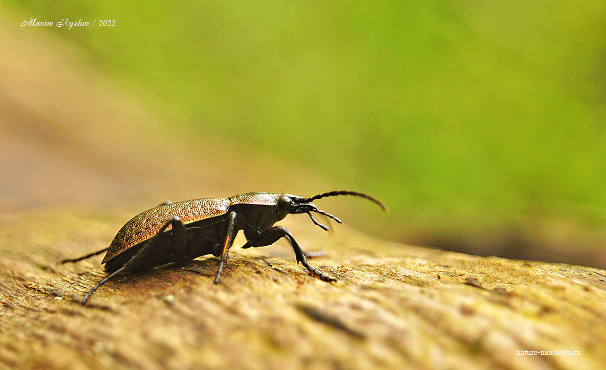Полевая жужелица (Carabus arvensis)