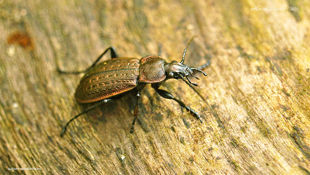 Полевая жужелица (Carabus arvensis)
