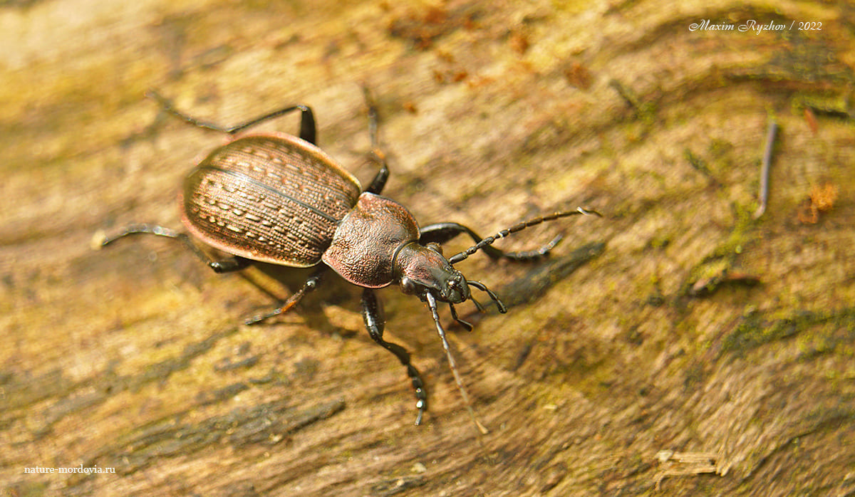 Полевая жужелица (Carabus arvensis)