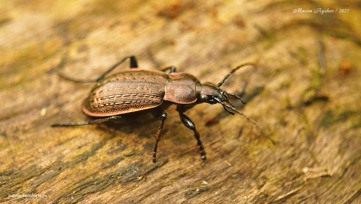 Полевая жужелица (Carabus arvensis)