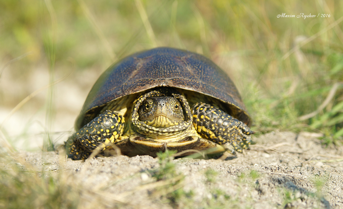 Болотная черепаха (Emys orbicularis)