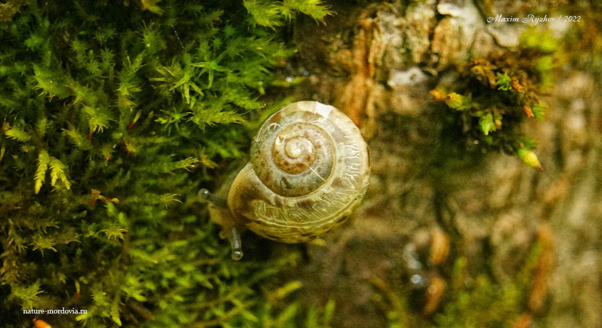 Кустарниковая улитка (Fruticicola fruticum)